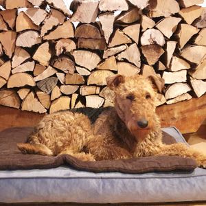 Airedale_Holz